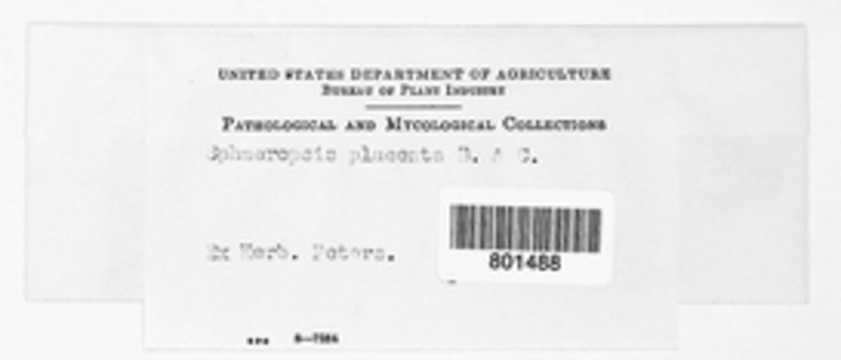 Sphaeropsis placenta image